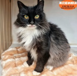 Кошка Жозефина &mdash; приют &laquo;Котофеево&raquo;, Петропавловск-Камчатский