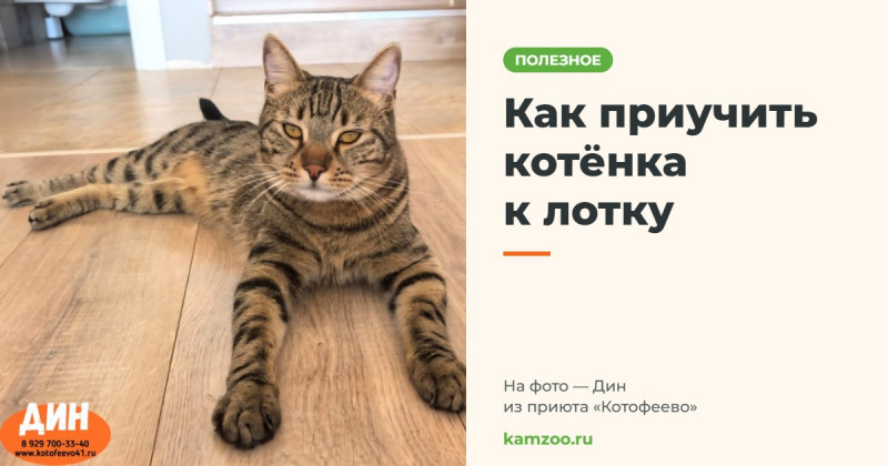 Как приучить котёнка к лотку &mdash; на фото Дин из приюта &laquo;Котофеево&raquo;