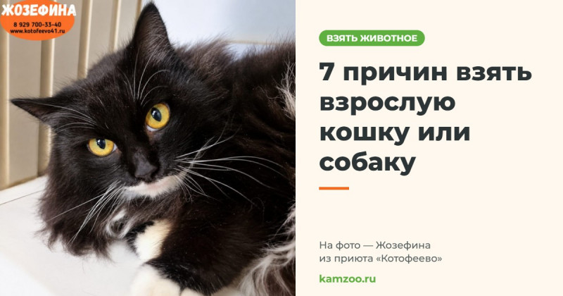 7 причин взять взрослую кошку или собаку &mdash; на фото Жозефина из приюта &laquo;Котофеево&raquo;