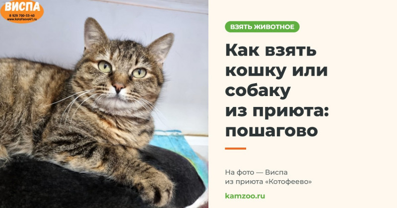 Как взять кошку или собаку из приюта: пошагово &mdash; на фото Виспа из приюта &laquo;Котофеево&raquo;