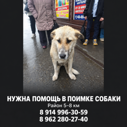 Собака &mdash; нужна помощь в поимке, Петропавловск-Камчатский