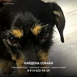 Найдена собака, Северо-Восток &mdash; Петропавловск-Камчатский