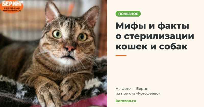 Мифы и факты о стерилизации кошек и собак &mdash; на фото Беринг из приюта &laquo;Котофеево&raquo;