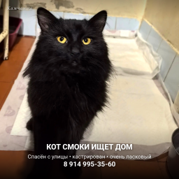 Кот Смоки &mdash; Петропавловск-Камчатский