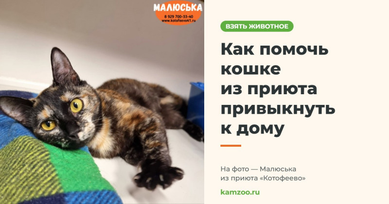 Как помочь кошке из приюта привыкнуть к дому &mdash; на фото Малюська из приюта &laquo;Котофеево&raquo;