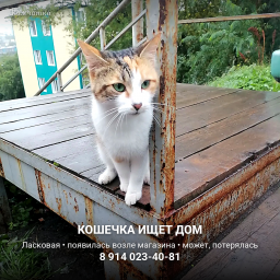 Кошка ищет дом &mdash; Петропавловск-Камчатский