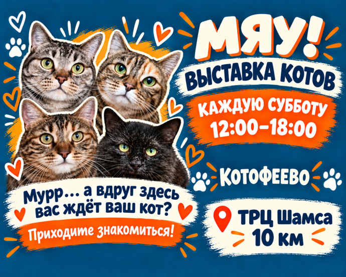 Выставка кошек, которые ищут дом &mdash; каждую субботу в ТРЦ &laquo;Шамса&raquo;