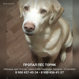 Пропал пёс Торик &mdash; Петропавловск-Камчатский