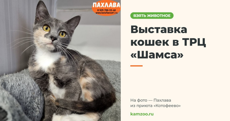 Выставка кошек в ТРЦ &laquo;Шамса&raquo; &mdash; на фото Пахлава из приюта &laquo;Котофеево&raquo;