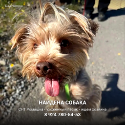 Найдена собака, СНТ &laquo;Ромашка&raquo; &mdash; Петропавловск-Камчатский
