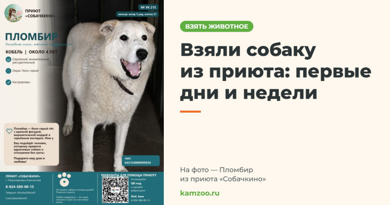 Взяли собаку из приюта: первые дни и недели &mdash; на фото null из приюта &laquo;Собачкино&raquo;