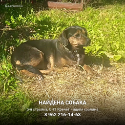 Найдена собака, СНТ &laquo;Кречет&raquo; &mdash; Петропавловск-Камчатский