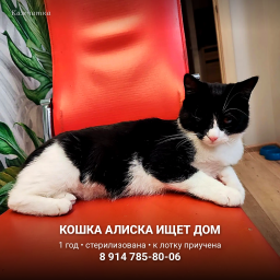 Кошка Алиска &mdash; Петропавловск-Камчатский